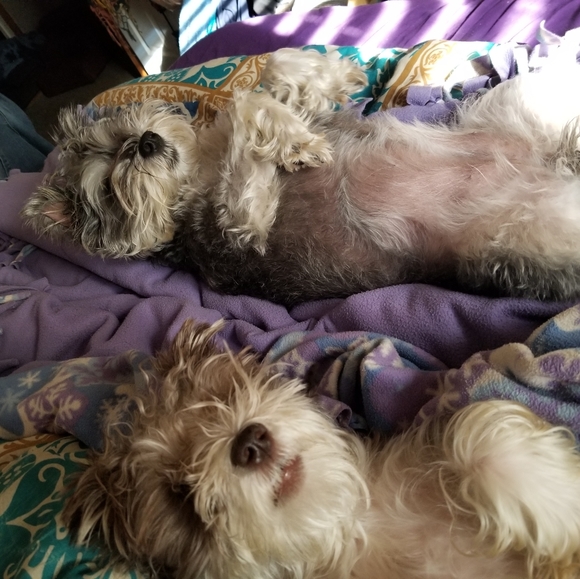 Meet your Posher, Rachel - Picture 3 of 4